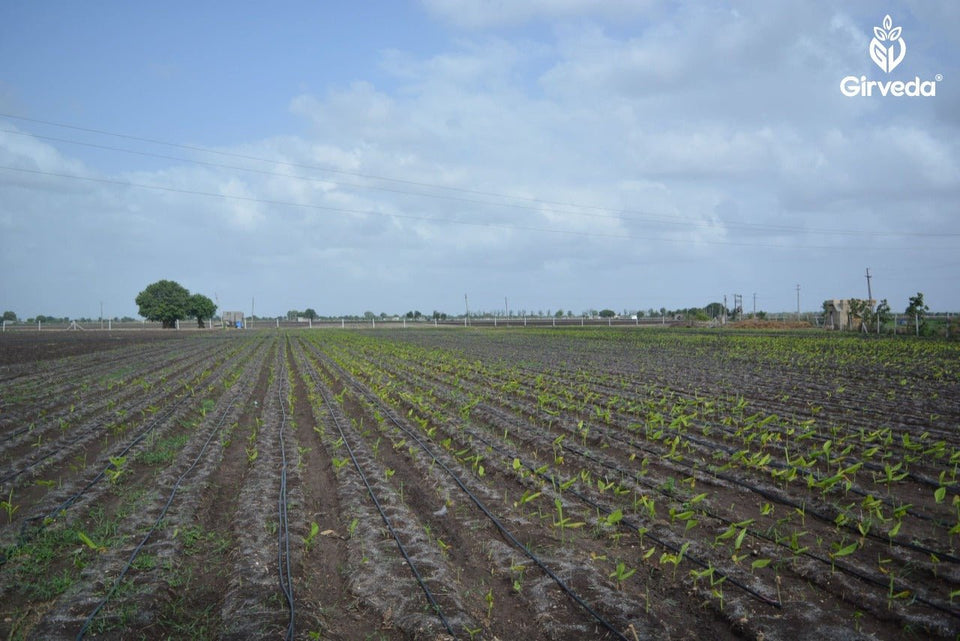 Difference Between Conventional Farming and Cow Based Natural Farming methods - Girveda