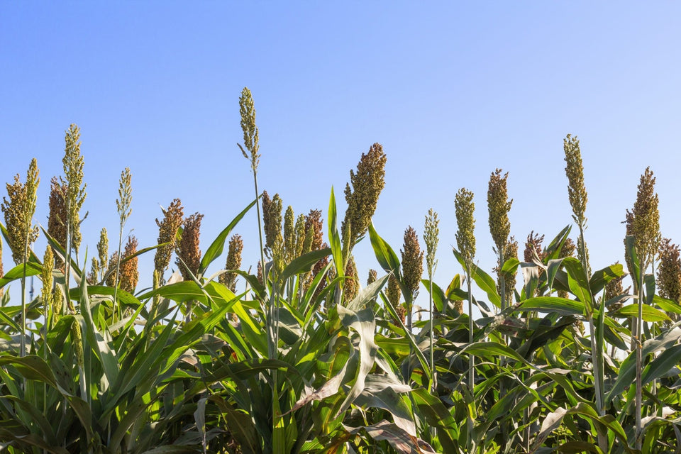 Have You Heard of the Nutritional Benefits of Bajra? - Girveda