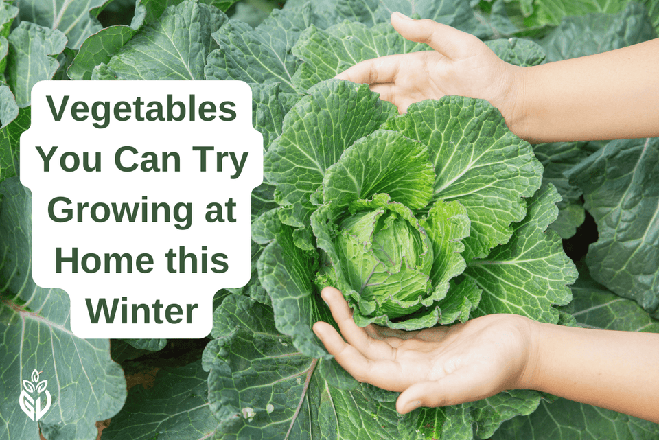 Vegetables You Can Try Growing at Home this Winter - Girveda